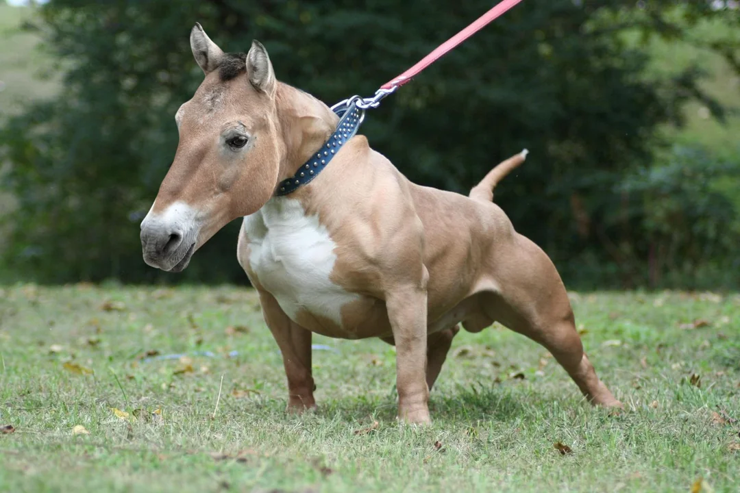 A muscular animal with the body of a dog and the head of a horse stands on grass, wearing a collar and leash. Trees and greenery are visible in the background.