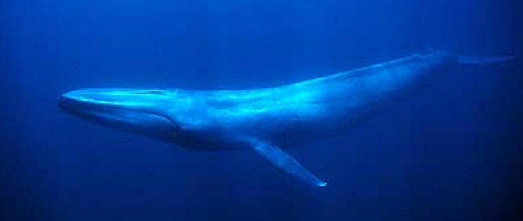 A blue whale swims underwater in the deep blue ocean, its massive body and dorsal fin visible in the clear water.