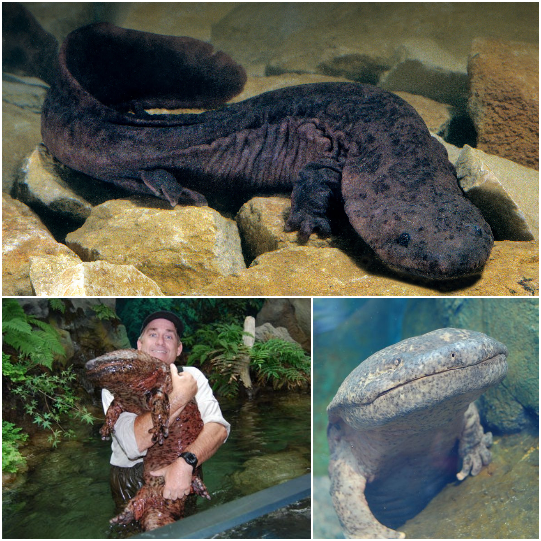 A collage showing three images of a giant salamander: one lying on rocks underwater, one being held by a person, and one near the glass of an aquarium, partially submerged.