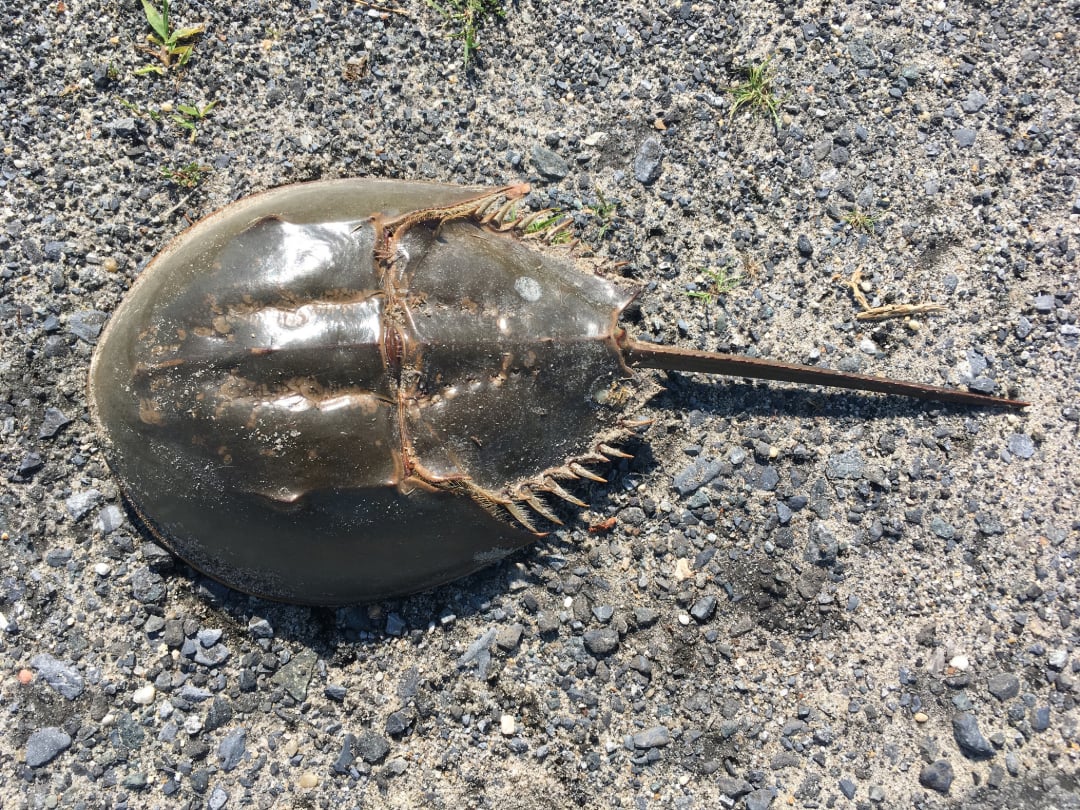 A horseshoe crab lies on a gravelly surface, showing its hard, dome-shaped shell and long, pointed tail spine.