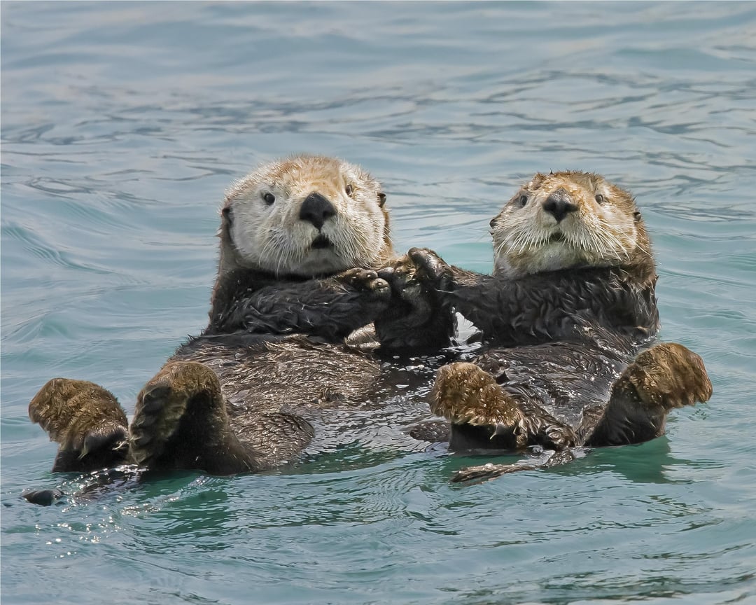 Two sea otters float on their backs in the water, holding paws. Their wet fur is dark brown, and they appear relaxed, looking toward the camera with heads close together. The water around them is calm and blue.