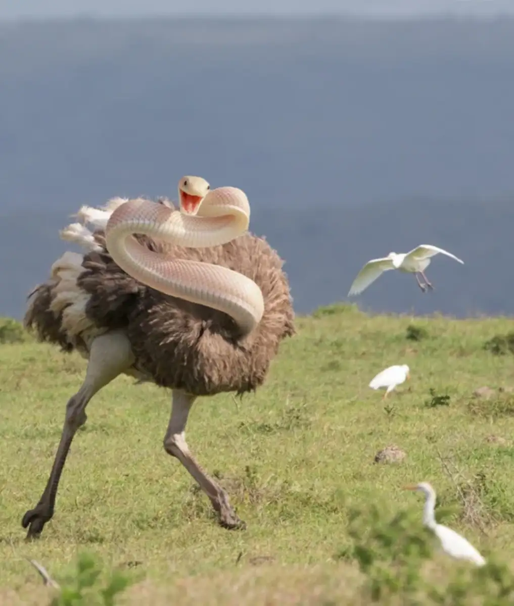 A digitally altered image of an ostrich with the head and upper body of a snake, standing on grass with birds flying and walking in the background.