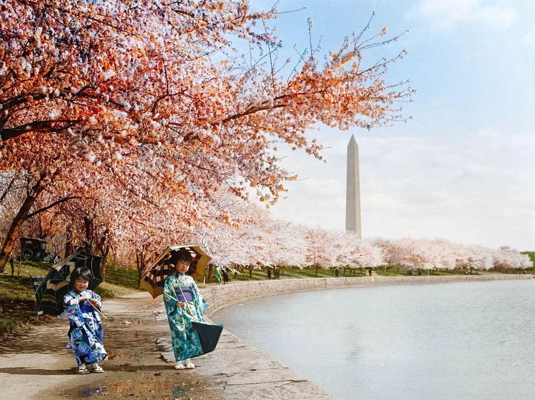 Two people in traditional Japanese clothing hold umbrellas while walking along a path lined with cherry blossoms by the water, with the Washington Monument visible in the background.
