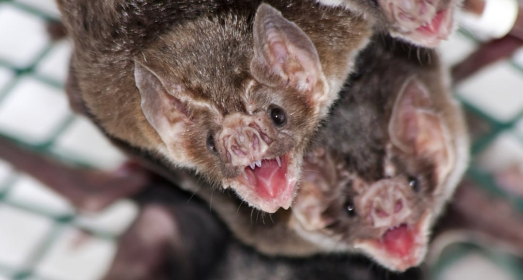 Close-up of two bats with open mouths showing teeth, large ears, and pointed noses. The background is out of focus with a green and white grid-like pattern.