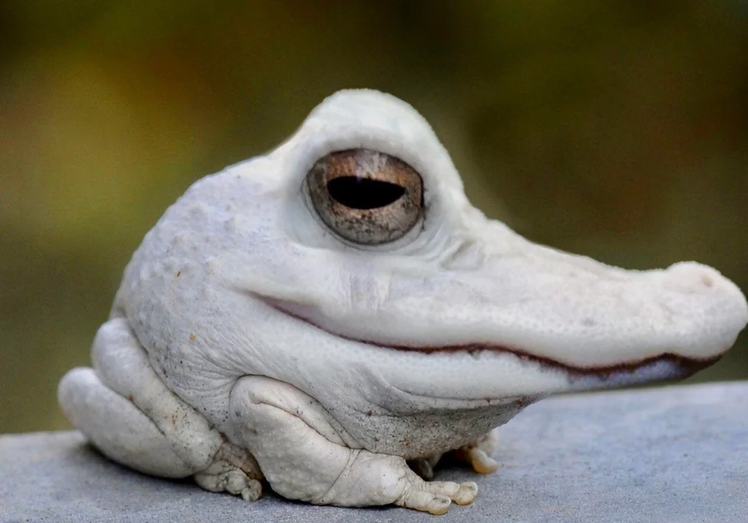 A creature with the body of a frog and the head of an alligator, both pale in color, sits on a gray surface with a blurred green and brown background.