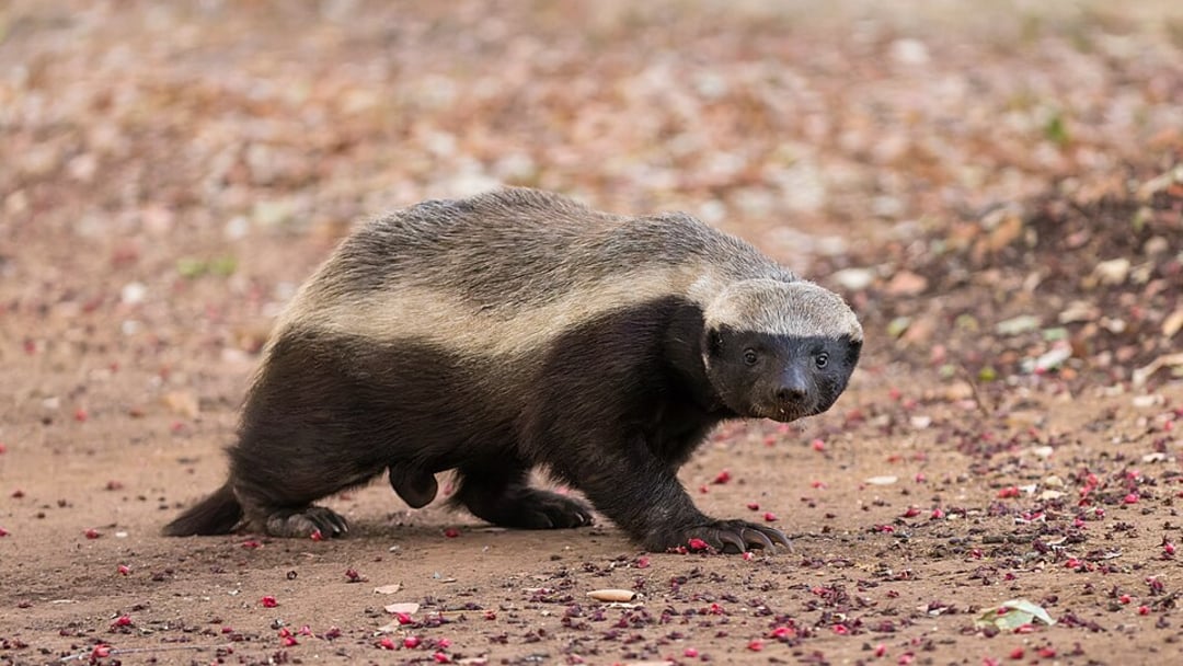 A honey badger with a thick, dark body and a distinctive light grey stripe along its back walks on a dirt ground scattered with small red berries and dried leaves.