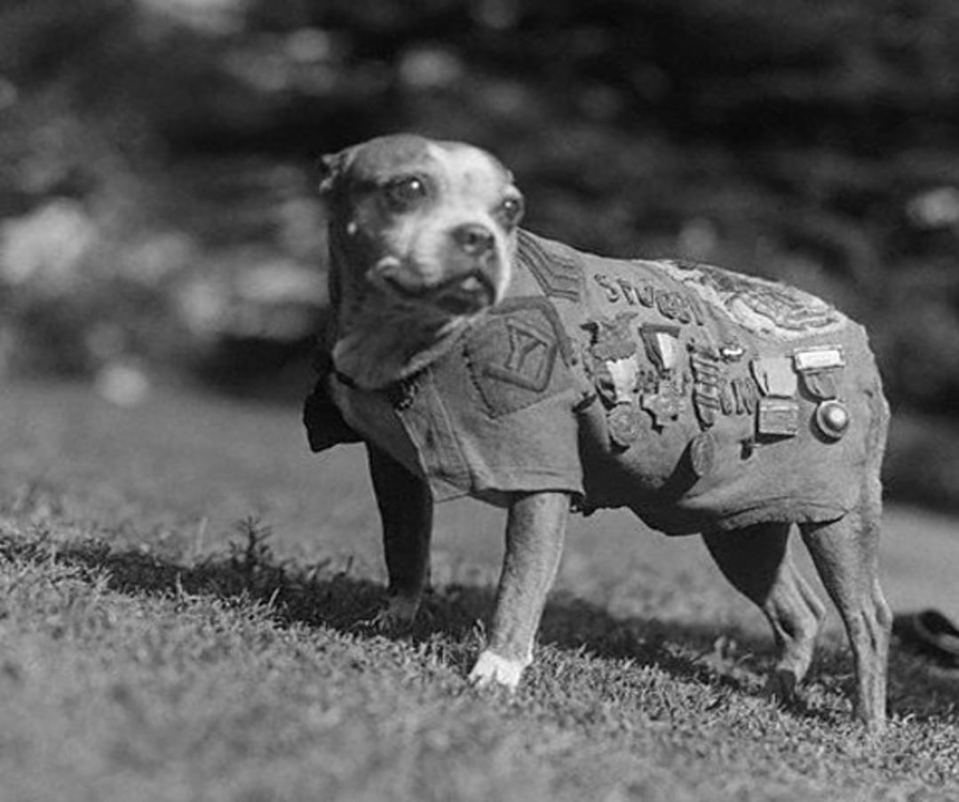 A dog wearing a jacket decorated with various medals and patches stands on grass, looking off to the side. The image is in black and white, with a blurred background of trees or foliage.