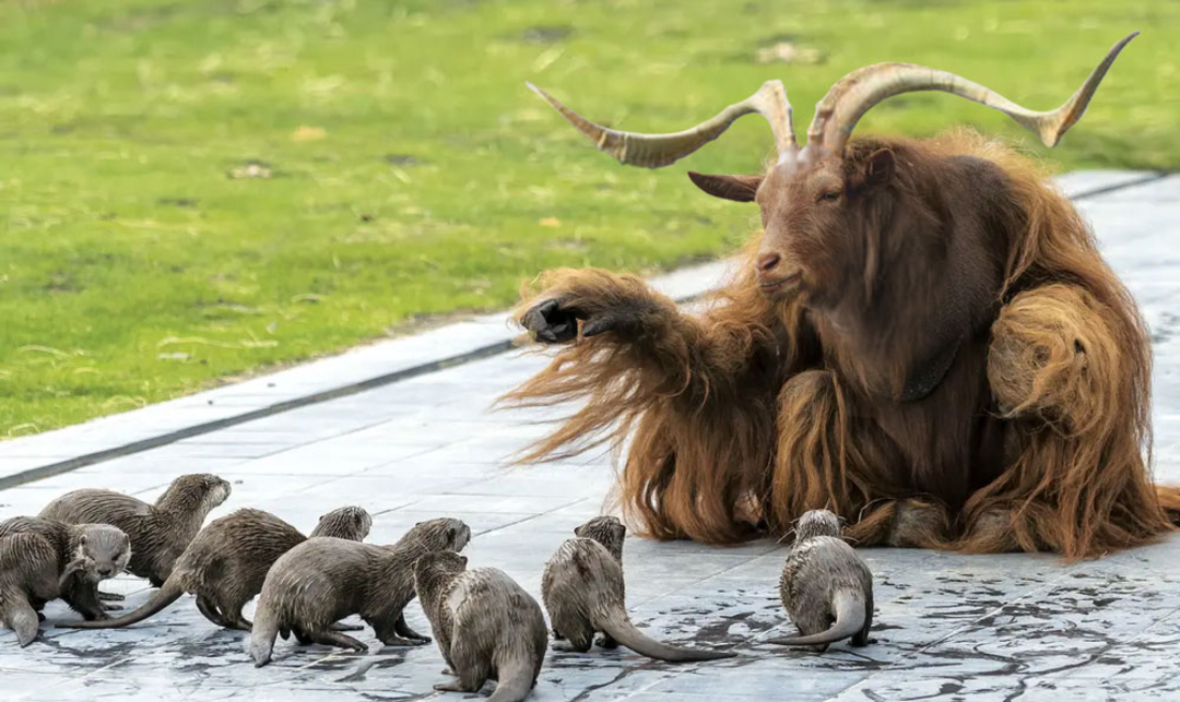 A creature with the body of a yak and the head and horns of a goat sits on pavement, raising a hoof towards a group of small otters gathered in front of it on a grassy field.