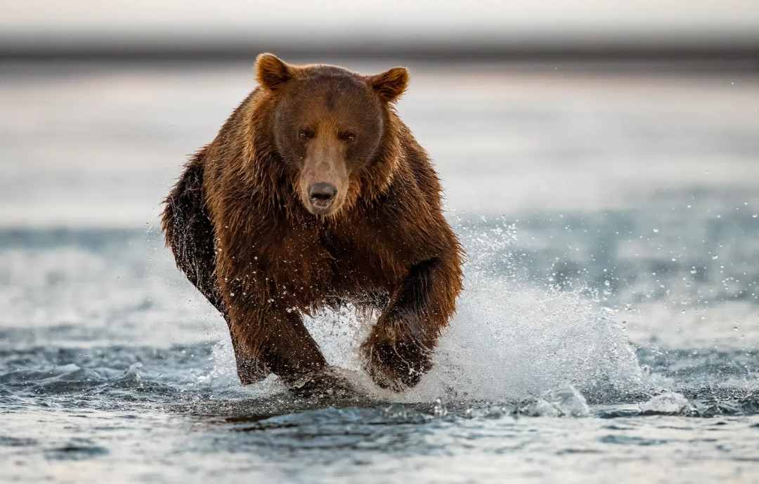A brown bear runs through shallow water, creating splashes as it moves forward, with a blurred background of water and sky.