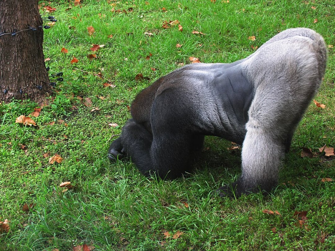 A silverback gorilla stands on all fours on green grass near a tree, with its head lowered toward the ground and autumn leaves scattered around.