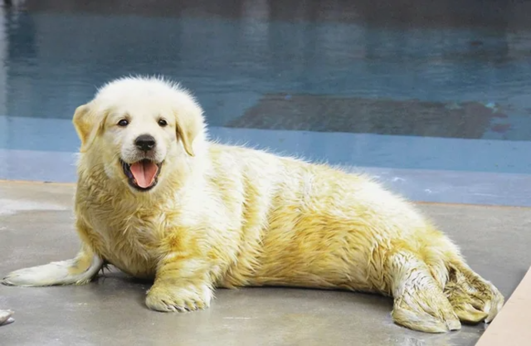 A large, fluffy white dog is lying on a wet surface, looking at the camera with its mouth open and tongue out, appearing happy and relaxed. Its fur is damp and slightly dirty.