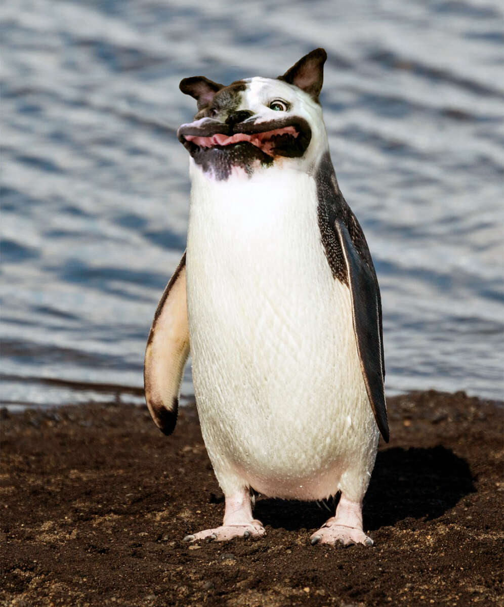 A standing penguin with the digitally edited face of a dog, including the nose, mouth, and eyes of the dog, next to a body of water on a rocky shore.