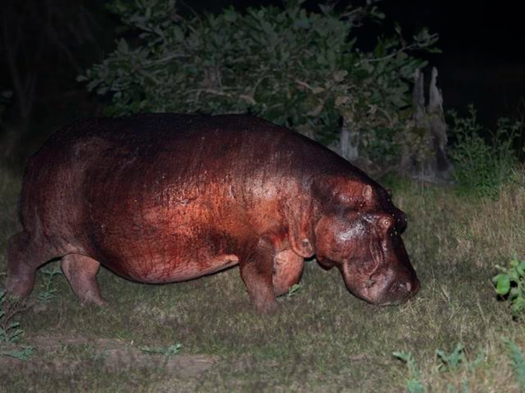 A large hippopotamus with wet, shiny skin walks on grass at night, with bushes and a tree stump visible in the background.