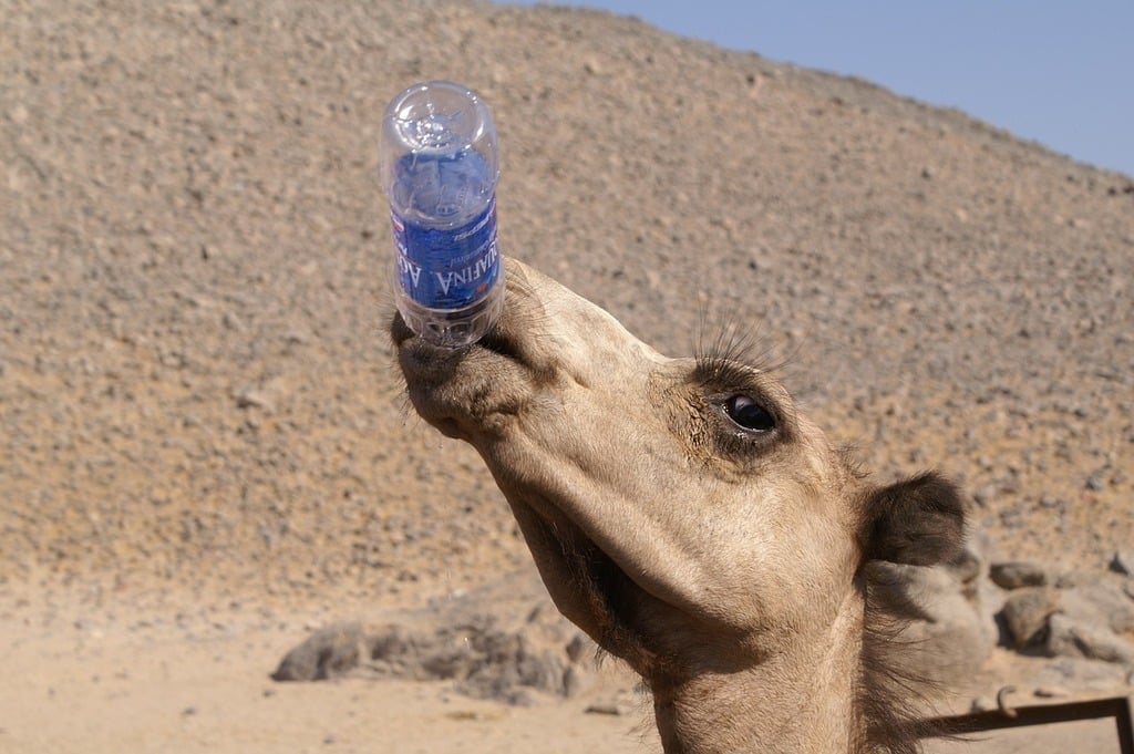 A camel in a desert landscape holds a plastic water bottle in its mouth, tilting its head upward. Rocky hills are visible in the background under a clear sky.