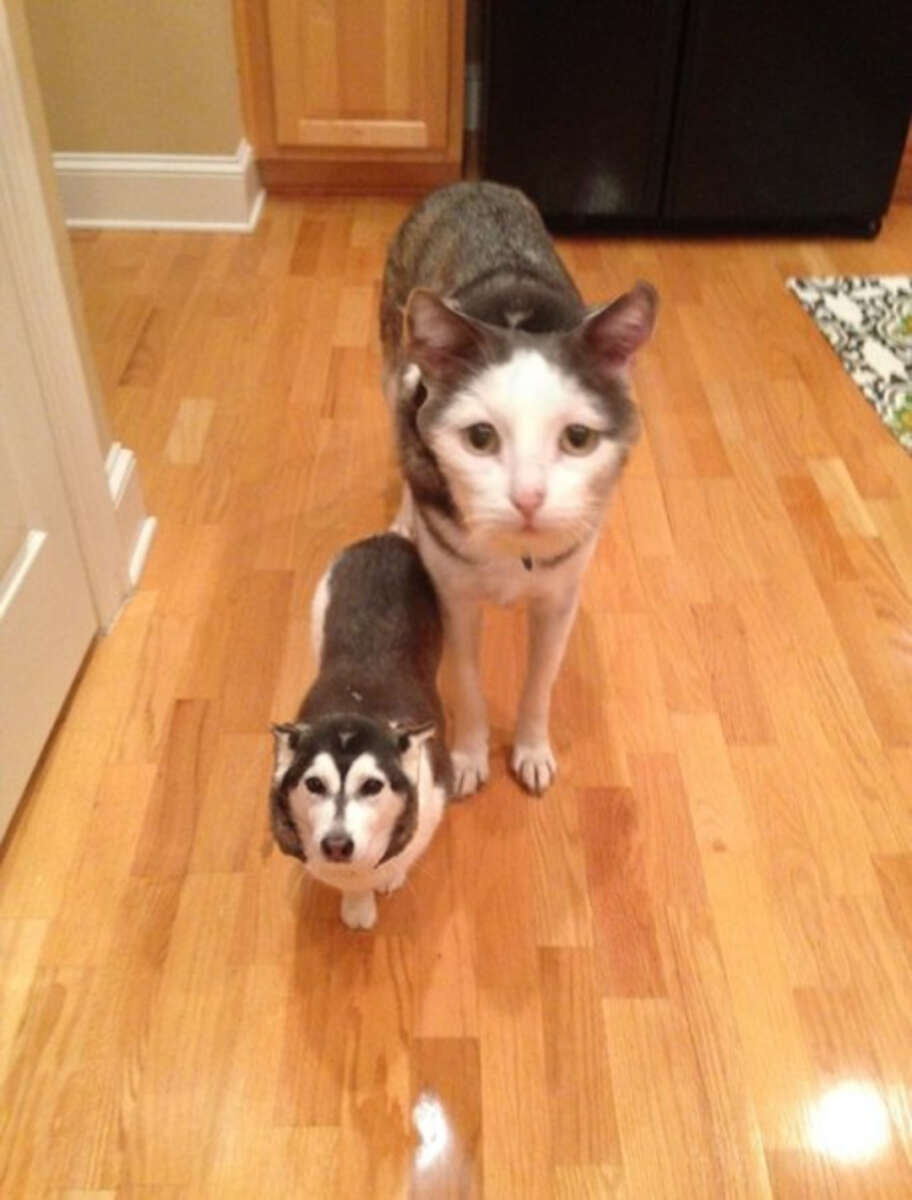 A small dog and a cat with the dog's head photoshopped onto the cat’s body stand side by side on a wooden floor. The result creates an amusing and surreal appearance.