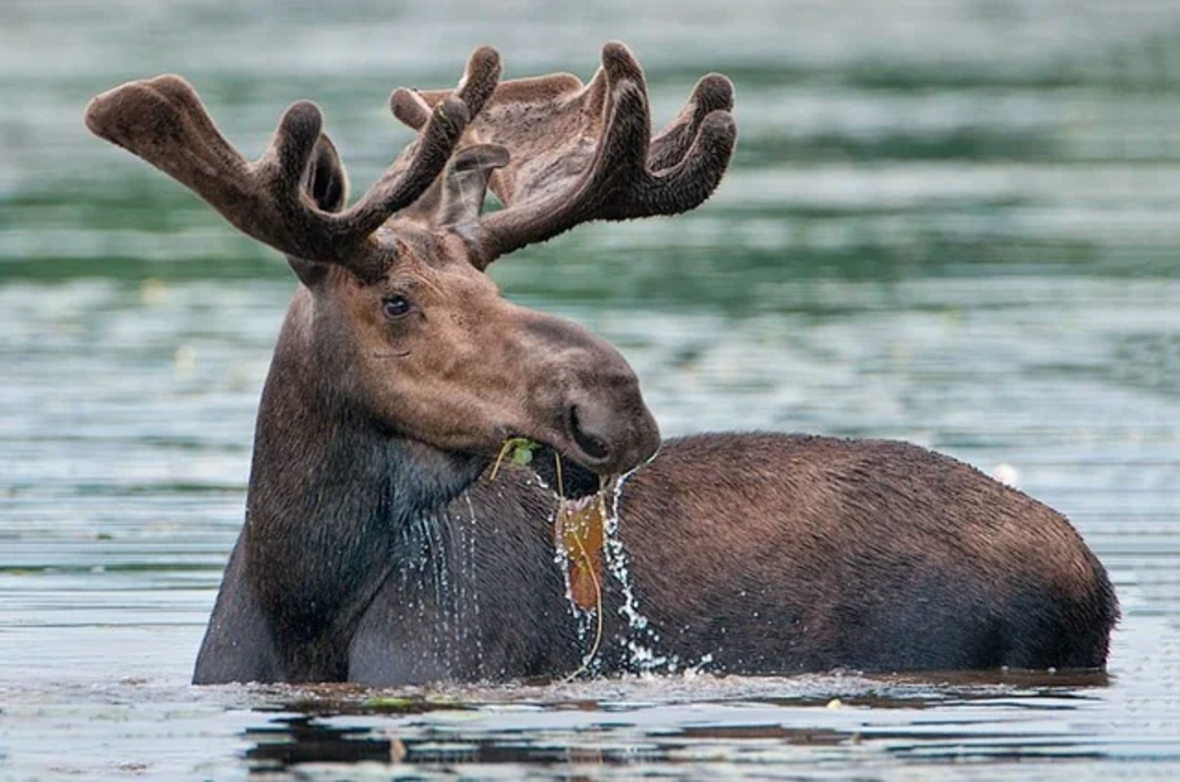A moose with large velvet antlers stands partly submerged in water, chewing on aquatic plants, with water dripping from its mouth and the calm lake surface in the background.