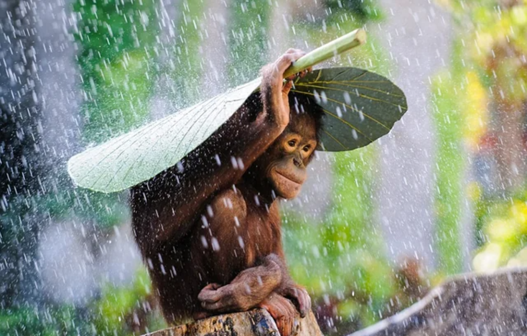 A young orangutan sits on a tree stump in the rain, holding a large green leaf over its head like an umbrella for shelter. Blurred green foliage is visible in the background.
