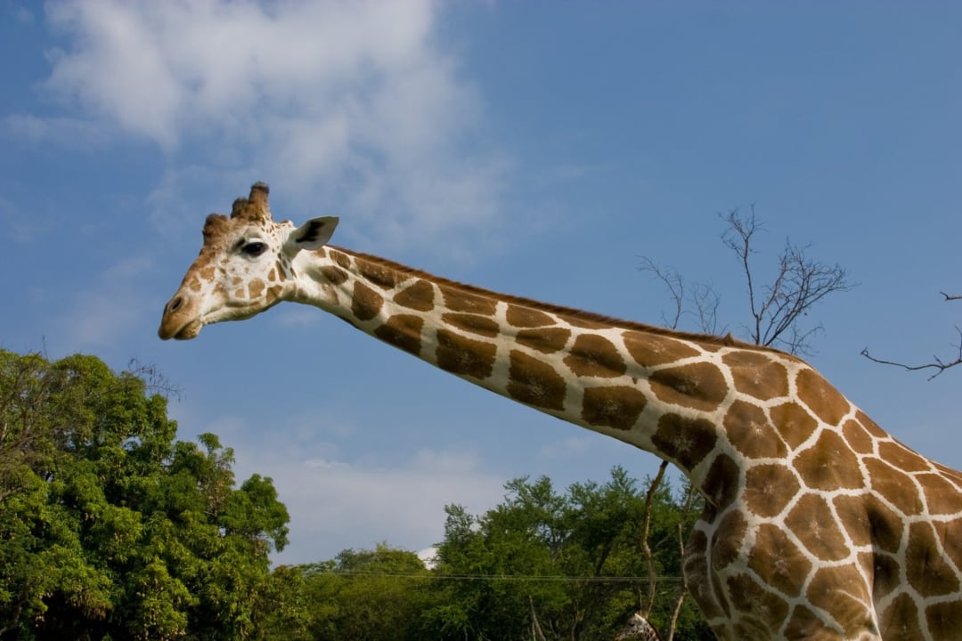 A giraffe with a long neck and brown-and-white patterned fur stands outdoors, with green trees and a partly cloudy blue sky in the background.