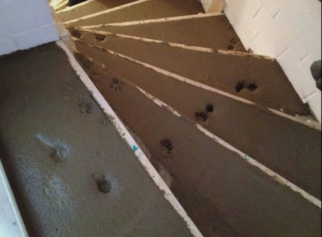Fresh concrete stairs with multiple animal paw prints and footprints scattered across the wet surface, indicating that animals walked on the stairs before the concrete dried. White walls frame the staircase.