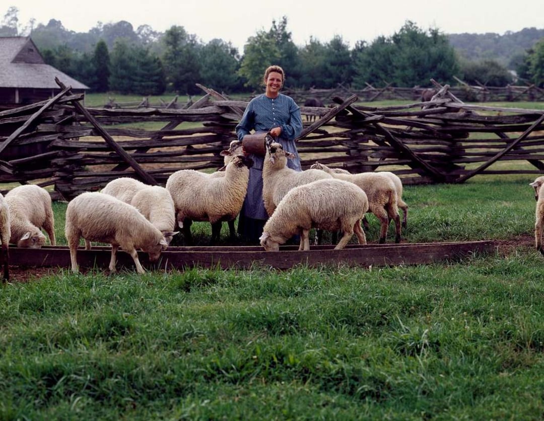 A woman in old-fashioned clothing stands behind a wooden pen, holding a bucket, surrounded by a flock of sheep grazing and eating in a grassy, rural setting with split-rail fences and trees in the background.