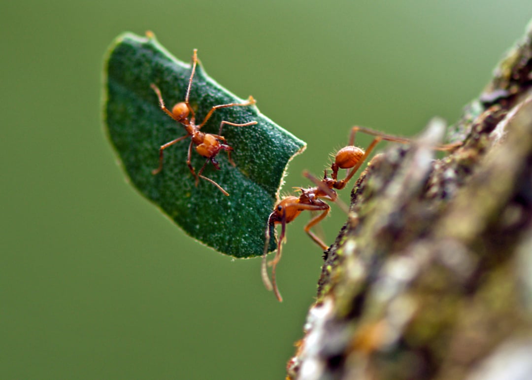 Two reddish-brown ants are carrying a large piece of green leaf up the rough surface of a tree branch, with a blurred green background.