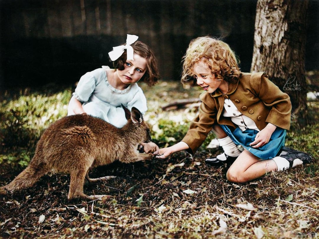 Two young girls, one in a blue dress with a white bow and the other in a brown jacket, crouch on grass and feed a small kangaroo. Trees and a wooden fence are visible in the background.