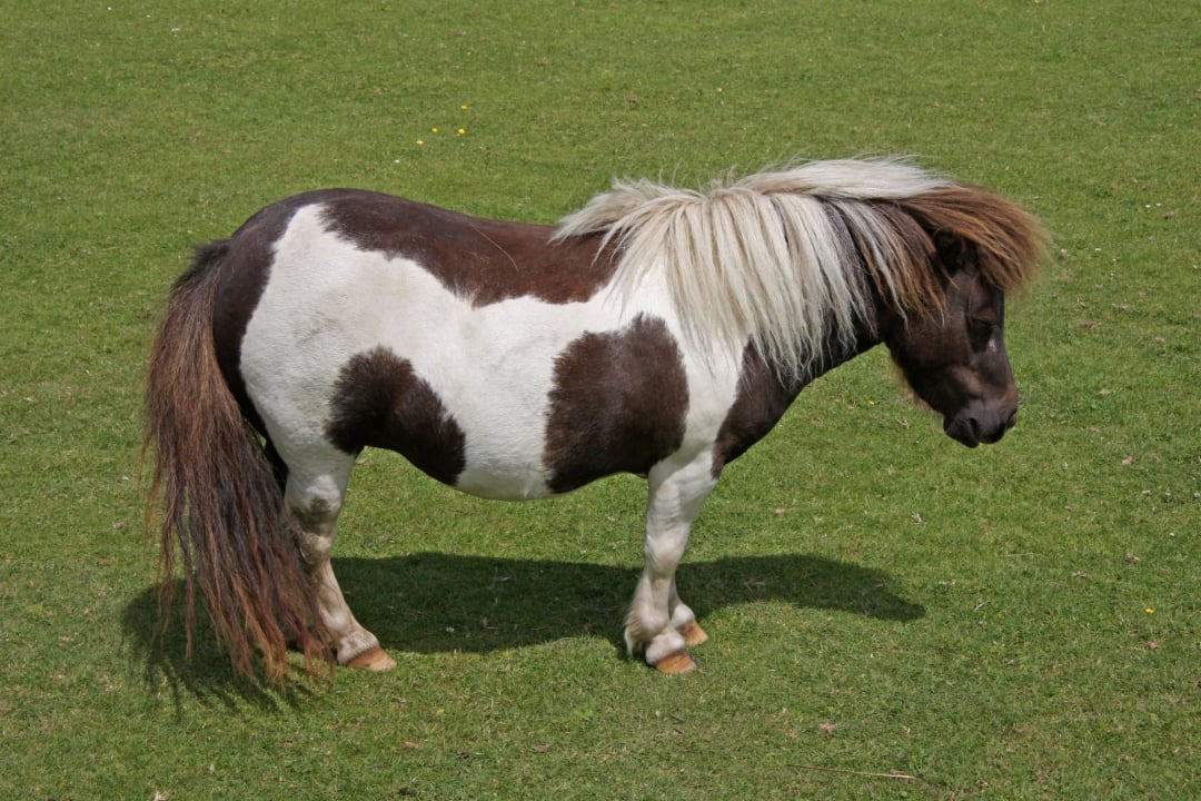 A small brown and white pony with a shaggy mane stands on green grass, facing to the right.