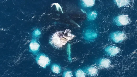 animal-behaviors-that-seem-sci-fi