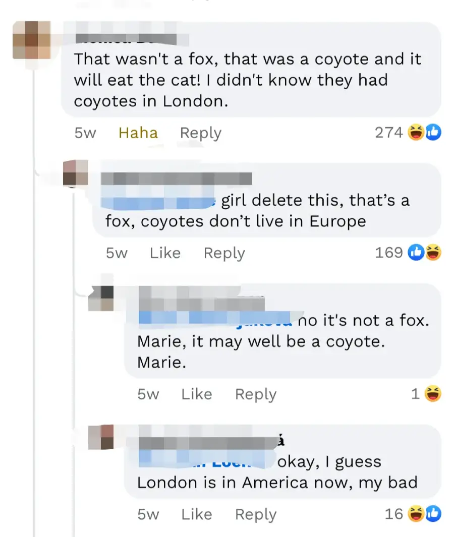 A screenshot of a Facebook comment thread where users debate whether an animal in London was a fox or a coyote, with humorous confusion about coyotes living in Europe and London being in America.