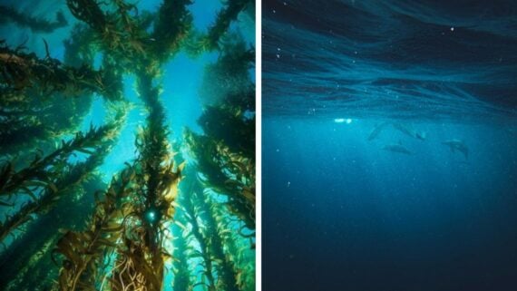 Side-by-side images: on the left, sunlight filters through tall underwater kelp; on the right, a deep blue ocean scene with dolphins swimming and light streaming through water from above.