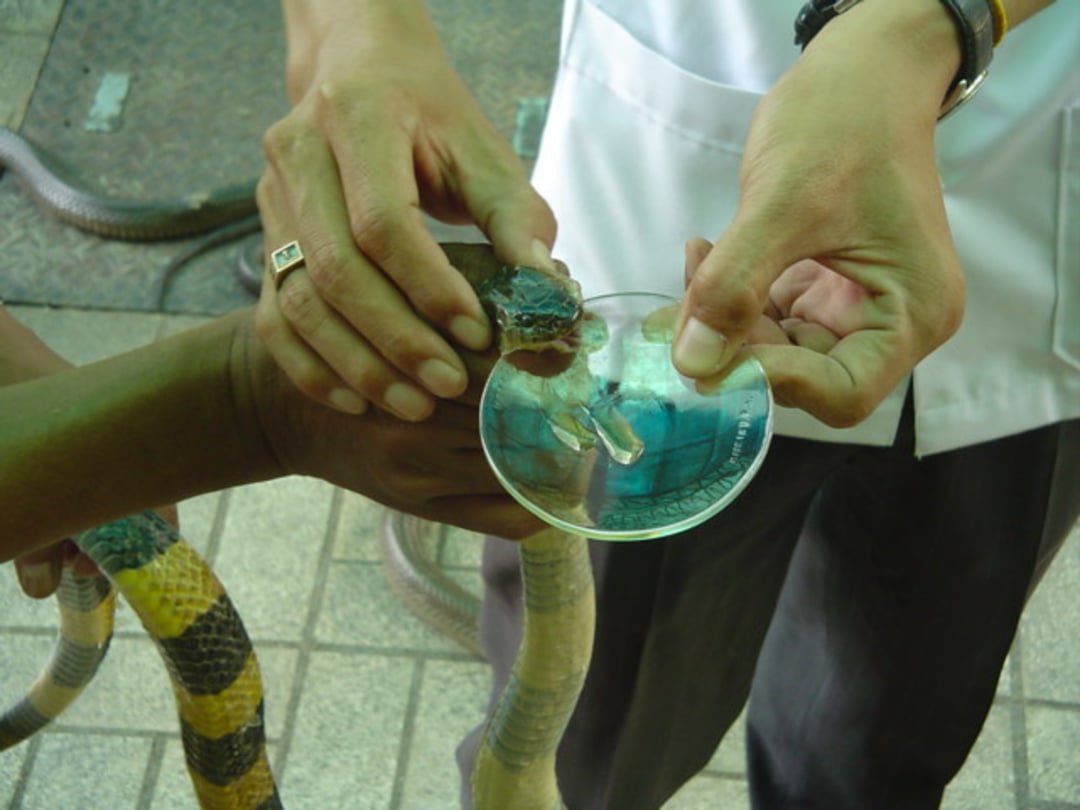 A person holds a snake’s head while another person collects its venom in a petri dish, with the snake’s fangs visible and the venom dripping into the dish.