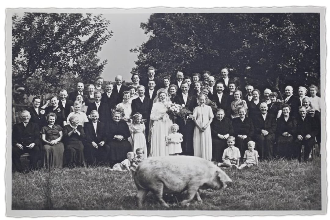A large group of people, including men, women, and children, pose outdoors for a formal photo, likely at a wedding; a pig walks across the grass in the foreground. The photo is in black and white.