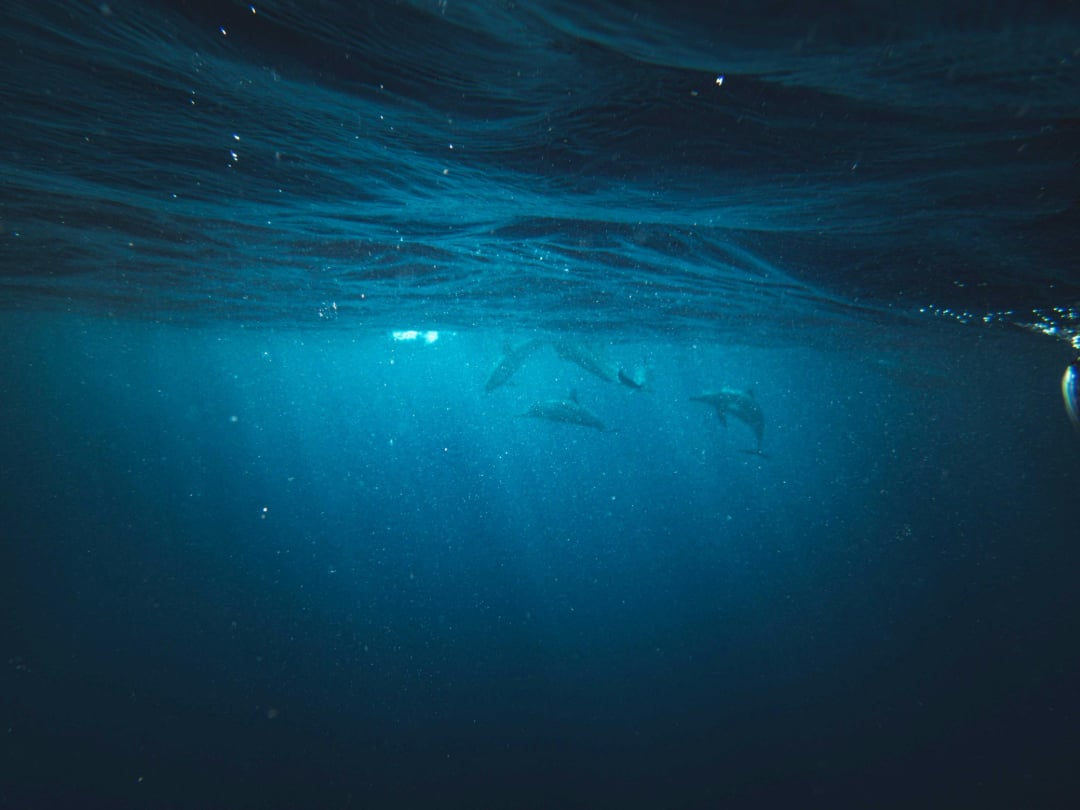 Underwater view of the ocean with rays of light filtering through the surface. Several dolphins are visible swimming in the distance, partially obscured by the blue water.