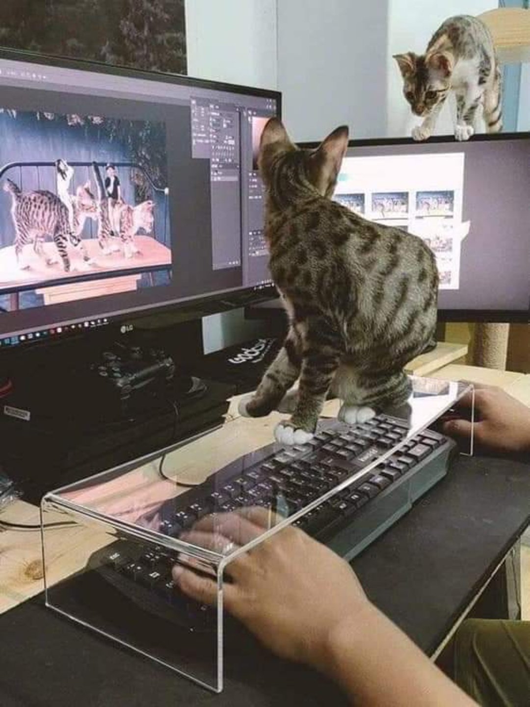 A person types on a keyboard covered by a clear plastic shield while a tabby cat sits on top of the shield. Another cat is perched on a monitor, and the computer screen displays photos of cats.