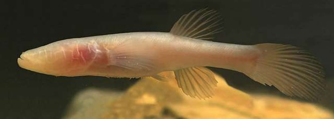 A pale, eyeless cavefish with translucent skin, visible internal structures, and elongated fins swims in dark water with a blurred yellowish background.
