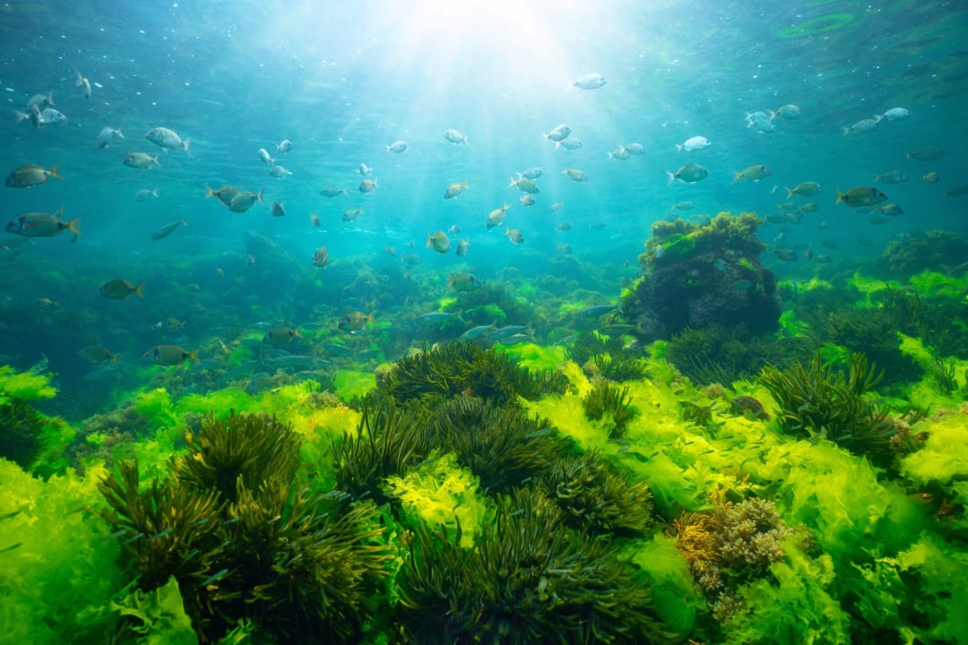 Sunlight filters through clear blue water, illuminating a vibrant underwater scene with green seaweed, various coral, and a school of small fish swimming above a lush ocean floor.