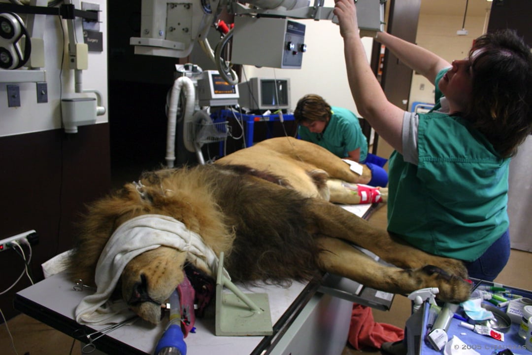 A sedated lion lies on an examination table with a bandaged leg while two veterinary staff in green scrubs operate medical equipment and monitor the animal in a clinic setting.
