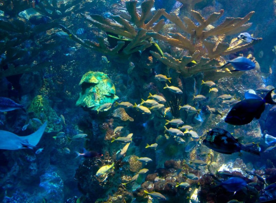 A vibrant underwater scene showing various types of tropical fish swimming among colorful coral reefs and marine plants in blue-lit water.