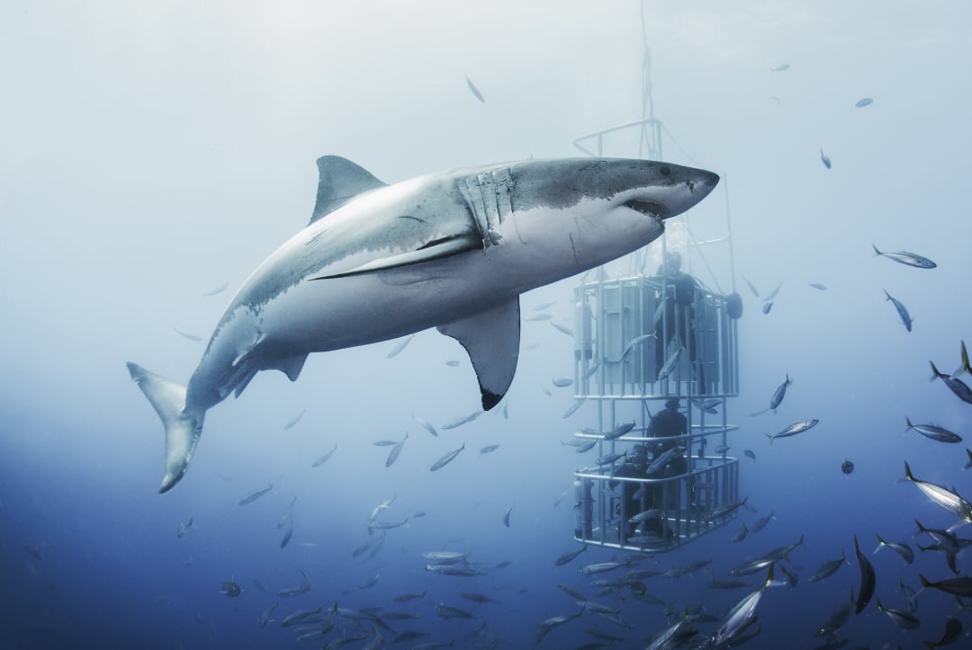 A large great white shark swims past a metal cage containing scuba divers underwater, surrounded by smaller fish in the blue ocean.