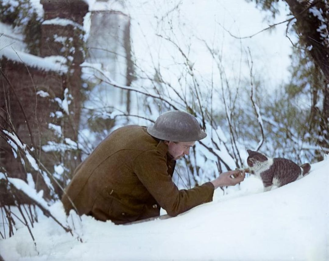 A soldier in a helmet and coat kneels in the snow, reaching out to a small cat perched on a snowy bank, with bare trees and a snow-covered building in the background.