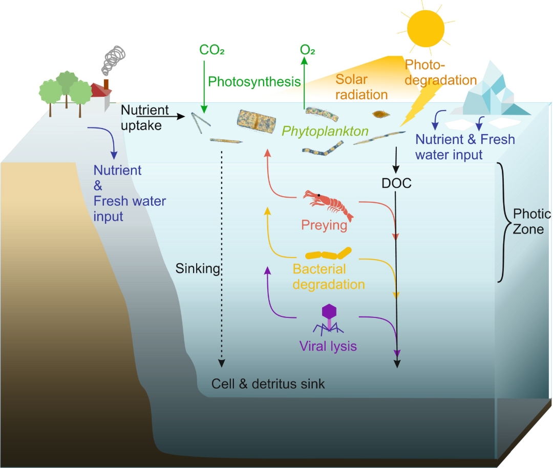 Diagram showing aquatic nutrient and carbon cycling: Solar radiation powers photosynthesis in phytoplankton, while nutrient, freshwater, and DOC inputs, preying, bacterial degradation, and viral lysis affect ecosystem processes.