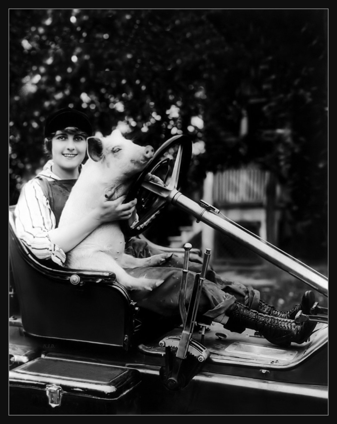 A smiling woman in vintage clothing sits in an old-fashioned car, holding a pig whose front legs rest on the steering wheel. Trees and a wooden structure are visible in the background.