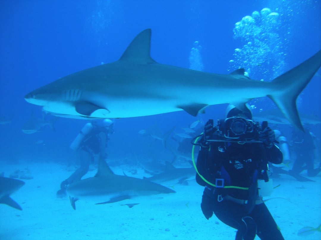 A group of scuba divers underwater surrounded by several sharks, with one large shark swimming prominently in the foreground. Bubbles rise as divers observe and photograph the scene.