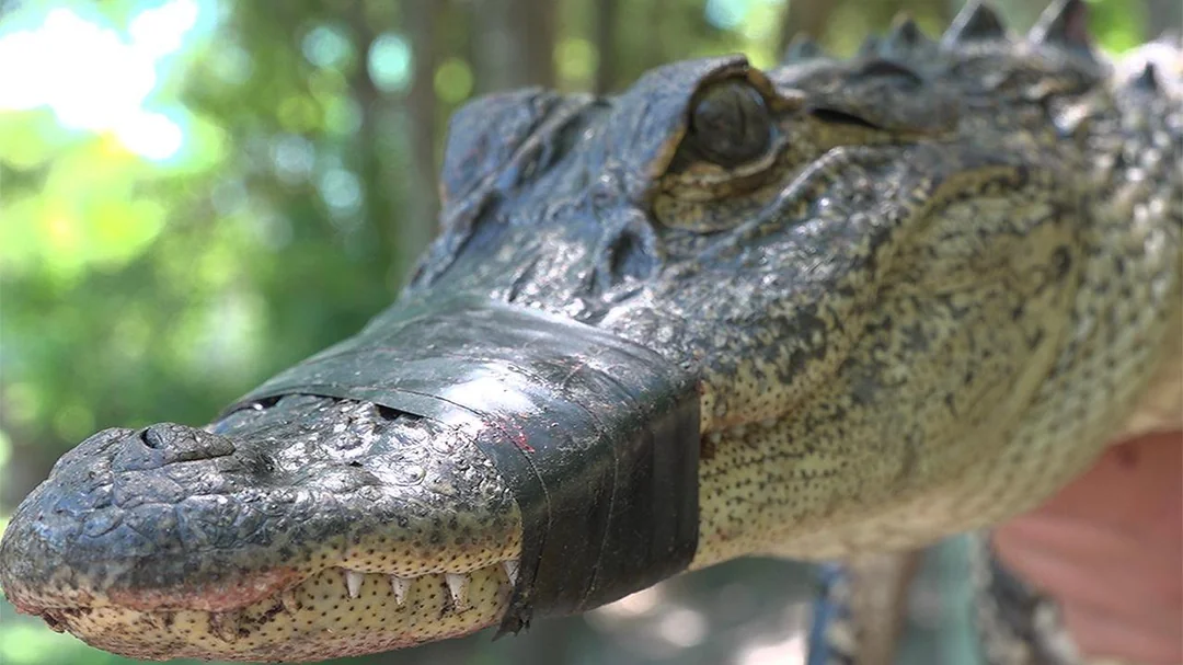A close-up of an alligator's head with its mouth taped shut using black tape, outdoors with green foliage blurred in the background.