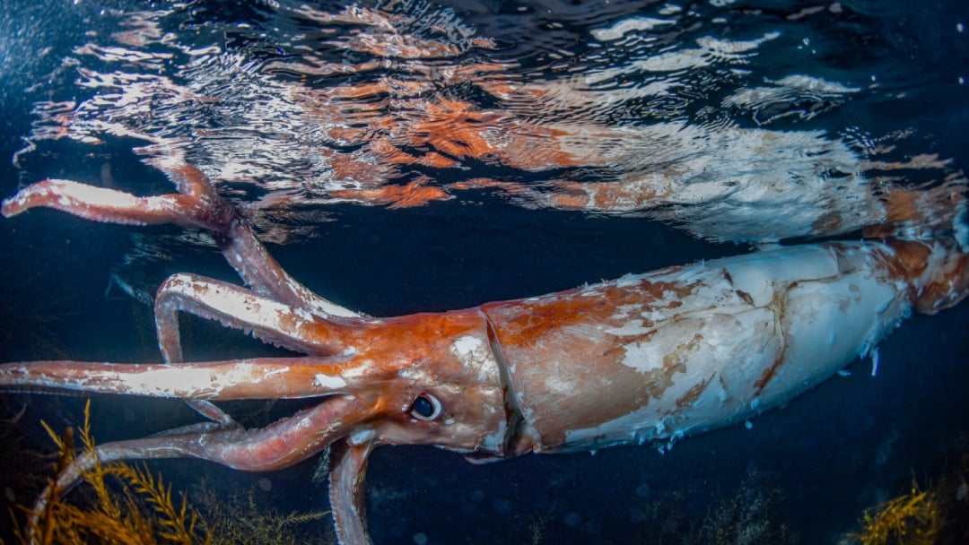 A giant squid with long tentacles swims near the water’s surface, its reddish body and large eye visible. Brown seaweed floats below it, and the dark water reflects the squid’s shape above.