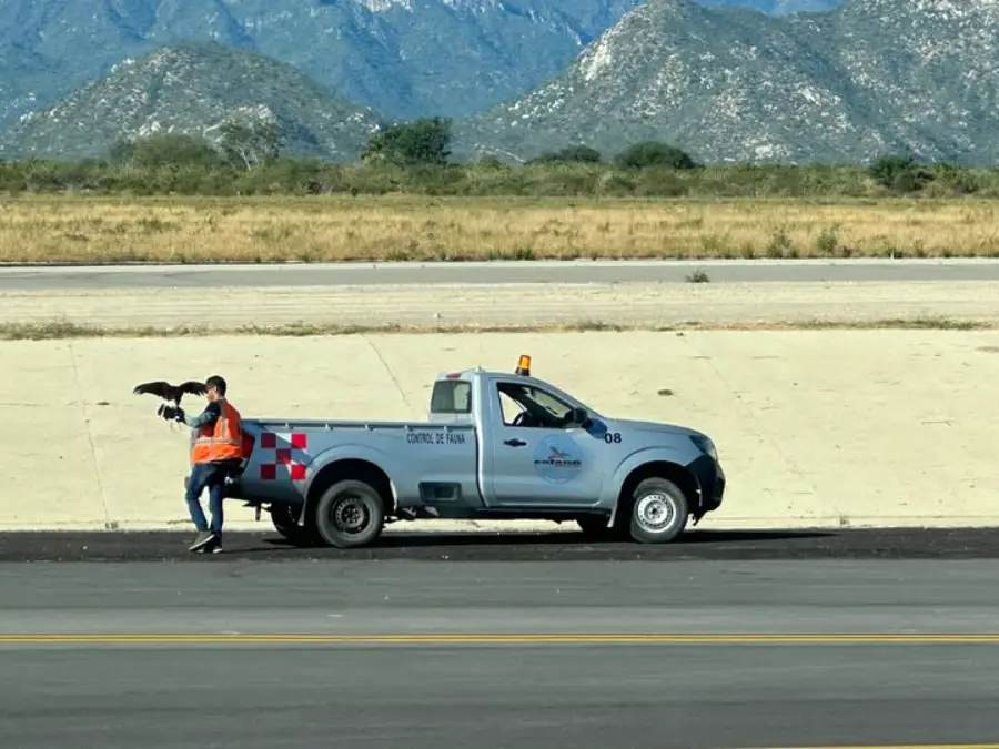 A person in a safety vest holds a large bird beside a blue pickup truck marked "Control de Fauna" on the edge of an airport runway, with mountains visible in the background.