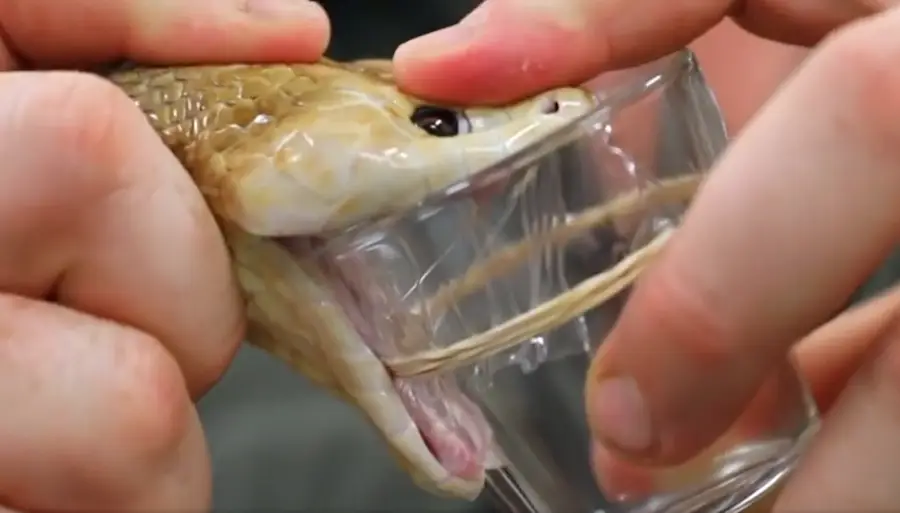 A person's hands hold a snake's head as the snake bites onto the rim of a small glass container, likely for venom extraction.