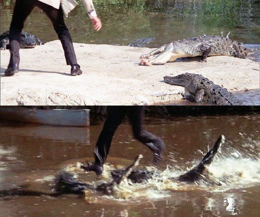 A man in a suit stands near crocodiles on a sandy riverbank in the first image and leaps across the backs of crocodiles in the water in the second image.
