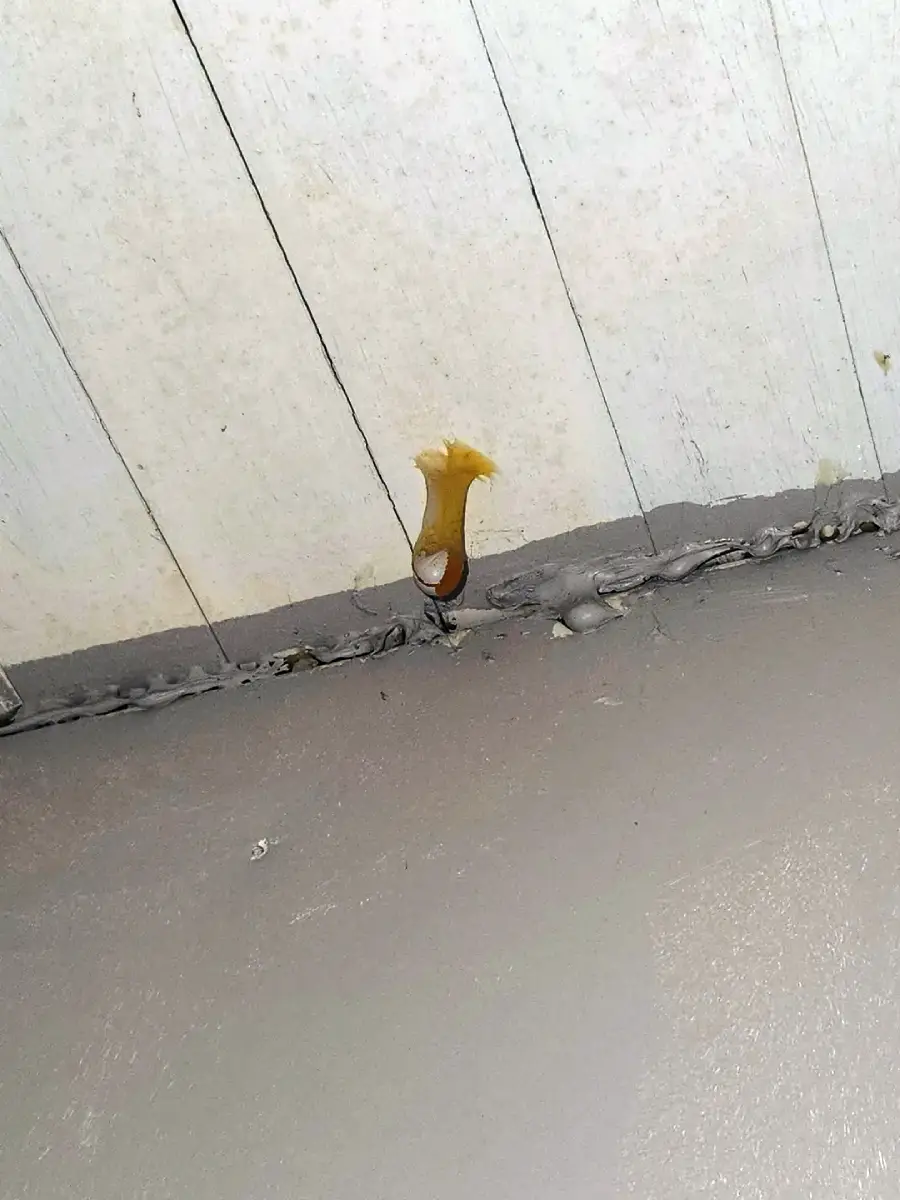 A small yellowish-brown mushroom is growing out of a seam between a white wooden wall and a gray floor, near a line of caulking.