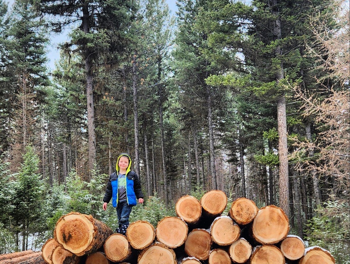 A young child in a blue jacket stands on a large stack of cut logs in a dense forest, surrounded by tall evergreen trees.